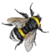 bee2legs2